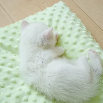 Picture of 猫垫子