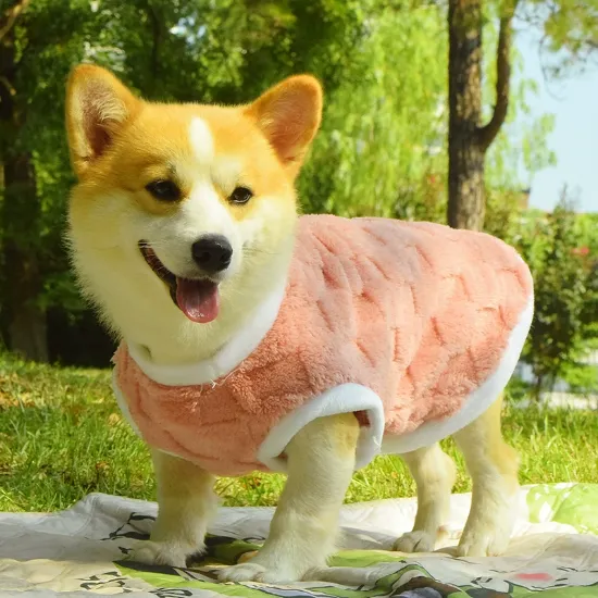 Picture of 宠物衣服